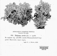 Flavocetraria nivalis image